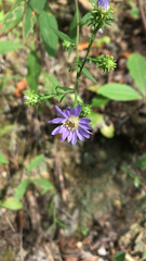 Symphyotrichum retroflexum