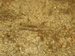 Eucyclogobius newberryi