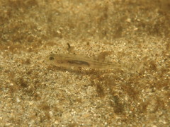 Eucyclogobius newberryi