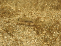 Eucyclogobius newberryi