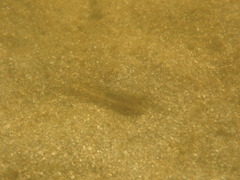 Eucyclogobius newberryi