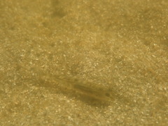 Eucyclogobius newberryi