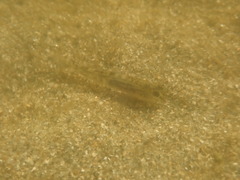 Eucyclogobius newberryi