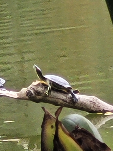 Trachemys scripta