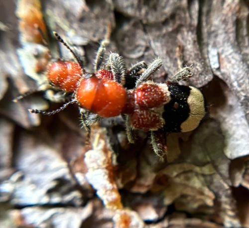 Thanasimus trifasciatus