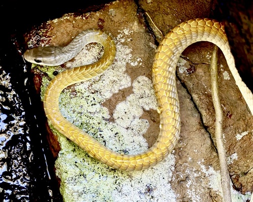 Common Tree Snake sighting