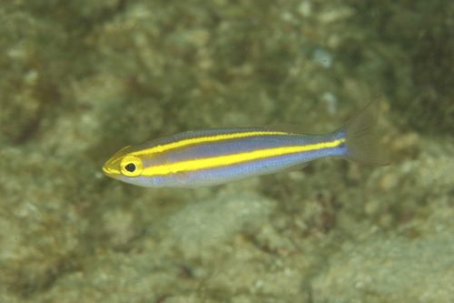 Big-tailed besugo (Pentapodus caninus) — Nemipteridae — 5