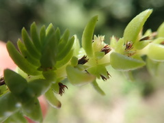 Suaeda taxifolia