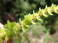 Suaeda taxifolia