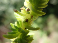 Suaeda taxifolia