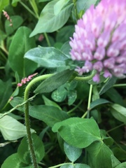 Trifolium pratense