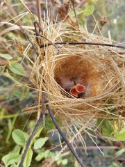 Pseudocolopteryx sclateri