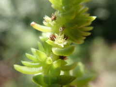 Suaeda taxifolia