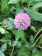 Trifolium pratense