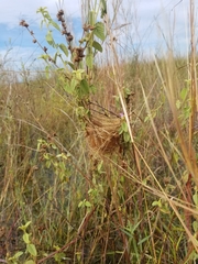 Pseudocolopteryx sclateri