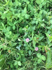 Trifolium pratense