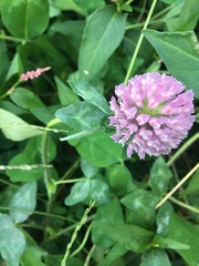 Trifolium pratense