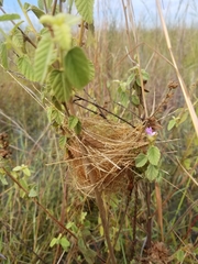 Pseudocolopteryx sclateri