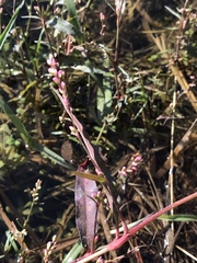 Persicaria mitis