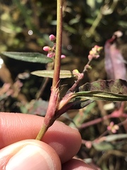 Persicaria mitis