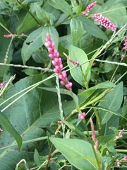 Persicaria longiseta