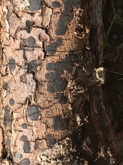 Biscogniauxia nummularia