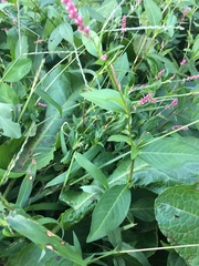 Persicaria longiseta