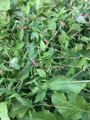 Persicaria longiseta