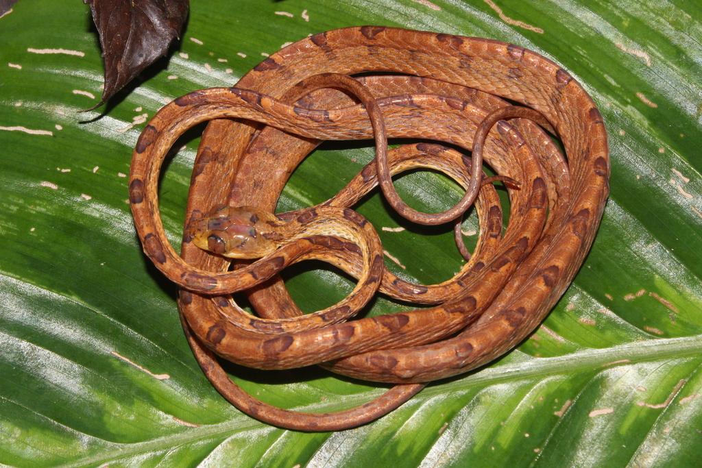 Chocoan Blunt-Headed Vine Snake