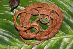 Chocoan Blunt-Headed Vine Snake photo 1