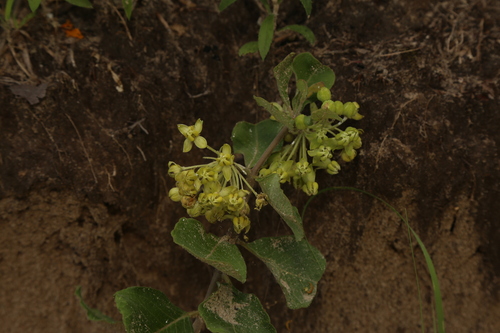 Asclepias tonkawae (Asclepias tonkawae)