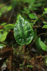 Cranichis ciliata