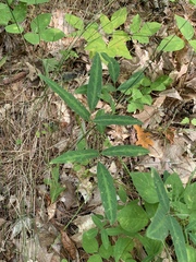 Desmodium paniculatum paniculatum