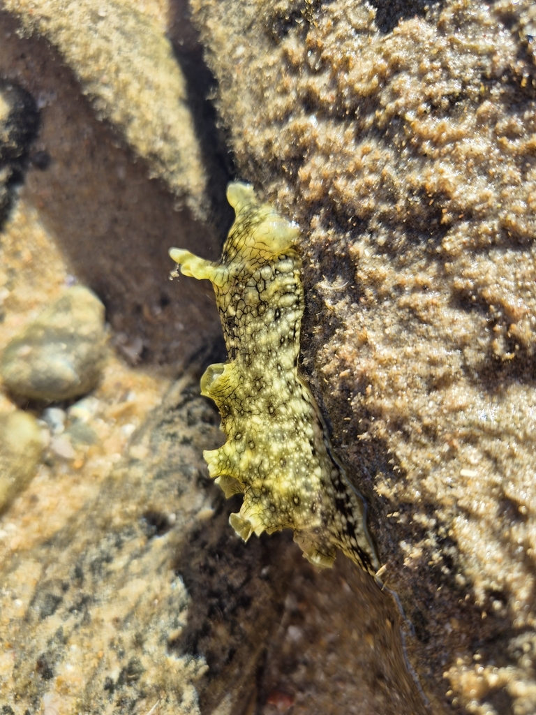 Ocellate Sea Hare