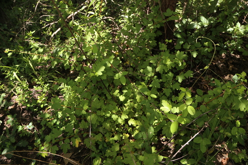 Ribes curvatum, photograph 6
