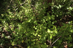 Ribes curvatum, photograph (c) Reid Hardin, some rights reserved (CC BY)