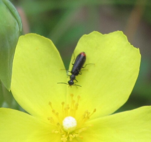 Dasytes terminalis