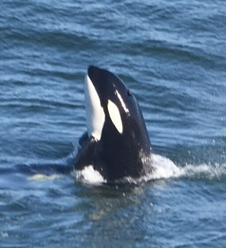 Orca