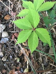 Parthenocissus quinquefolia
