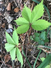 Parthenocissus quinquefolia