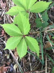 Parthenocissus quinquefolia