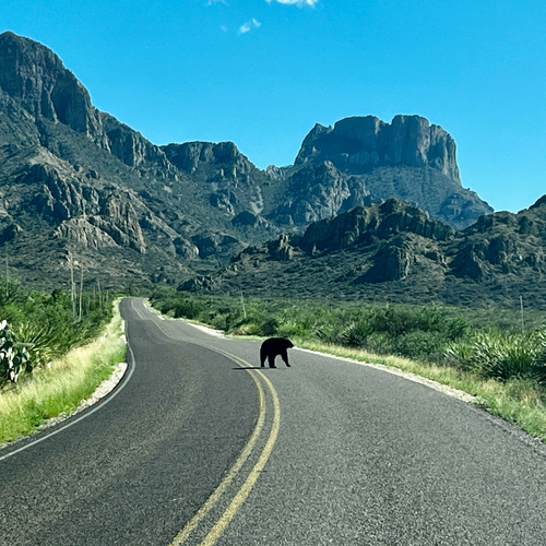 American Black Bear photographed in Texas