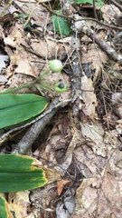 Clintonia