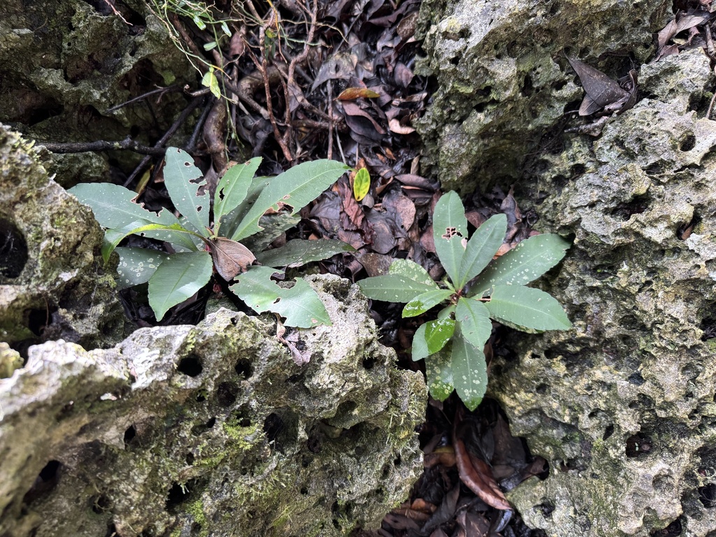 Ardisia kusukusensis