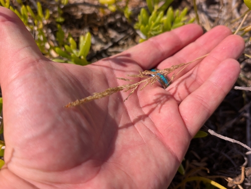 Sporobolus domingensis observed 2025-06-11