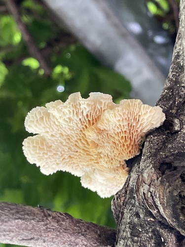 Neofavolus alveolaris