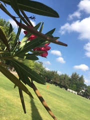 Nerium oleander