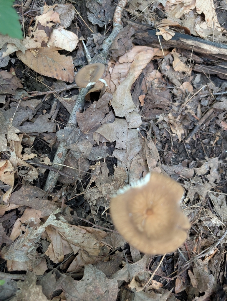Beech Rooter Beech Rooter from New Palestine, IN 46163, USA on June 11, 2025 at 07: ...
