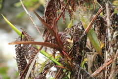 Maxillaria cryptobulbon