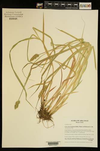 Carex laevivaginata iNat (3)